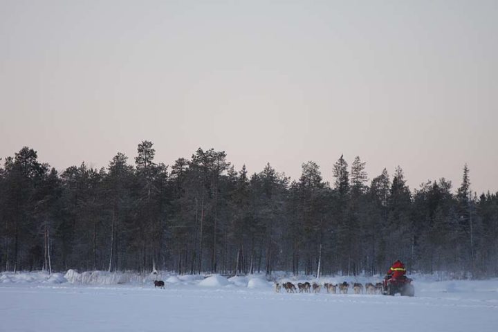 Stina on her way with 15 siberians.