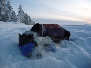 Issa, Stina's Border Collie wash her nose with snow.