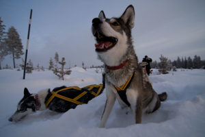 Working Husky John and Neiman's Lisa cooling down in the snow. Today it's onely -20C...