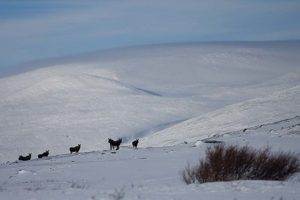 Seven Elks (American Mooses) north from Ähpar.