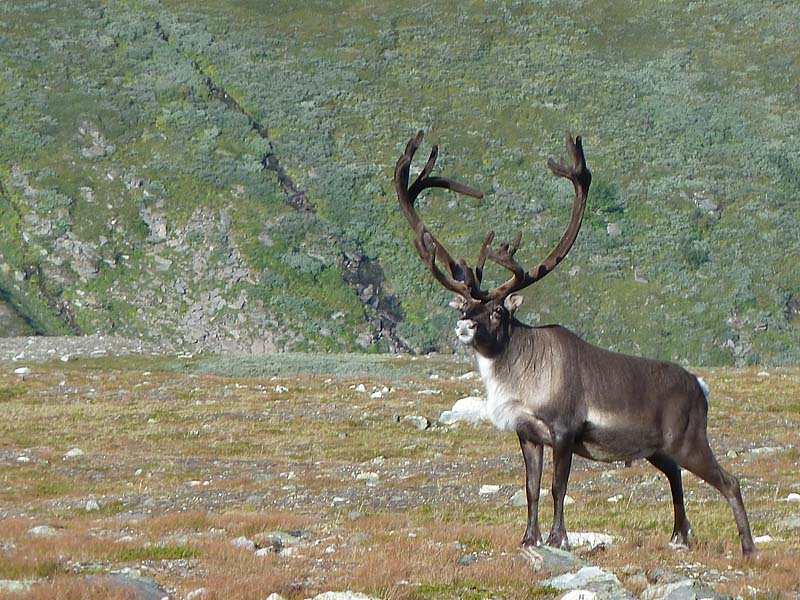 Reindeer (Latin: rangifer tarandus). This is a big male. His antlets are still covered with skinn.
