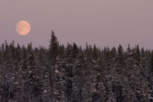 Full moon over the taiga of Swedish Lapland.