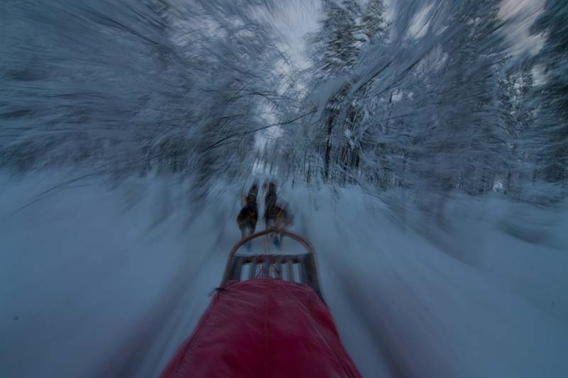 Full speed with dog sleds through the snow covered forest.