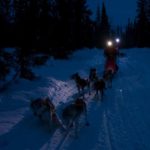 Evening tour with headlights. It's no problem to go dog sledding after dusk.