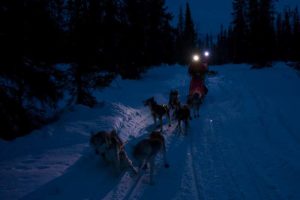 Evening tour with headlights. It's no problem to go dog sledding after dusk.