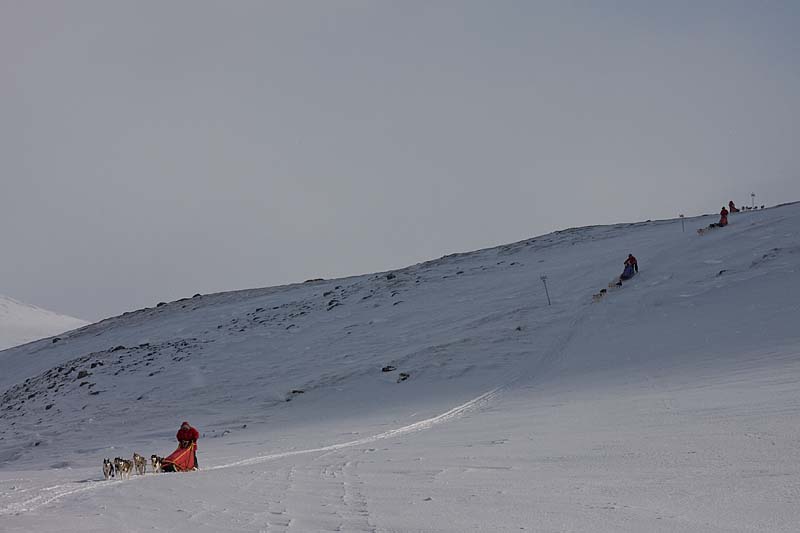 The sleddog teams driving down a slope between Hukejaure and Sälka.