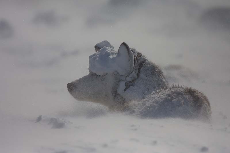 Working Husky Totte after a nap in the drifting snow.