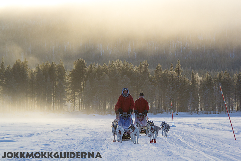 Winter dogsledding adventure in Jokkmokk