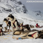 Sled dogs resting on a dogsledding adventure