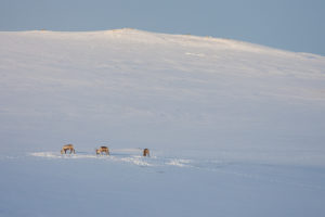 Grazing reindeers in the Swedish mountains on the tour: Sled dog adventure through Sjaunja and Kebnekaise