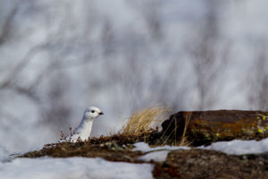 Ptarmigan in mountain birch forest on the tour: Sled dog adventure through Sjaunja and Kebnekaise