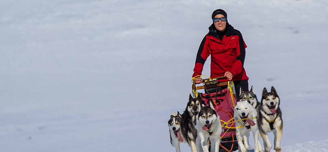 Sled dog team in April on the tour: Sled dog adventure through Sjaunja and Kebnekaise