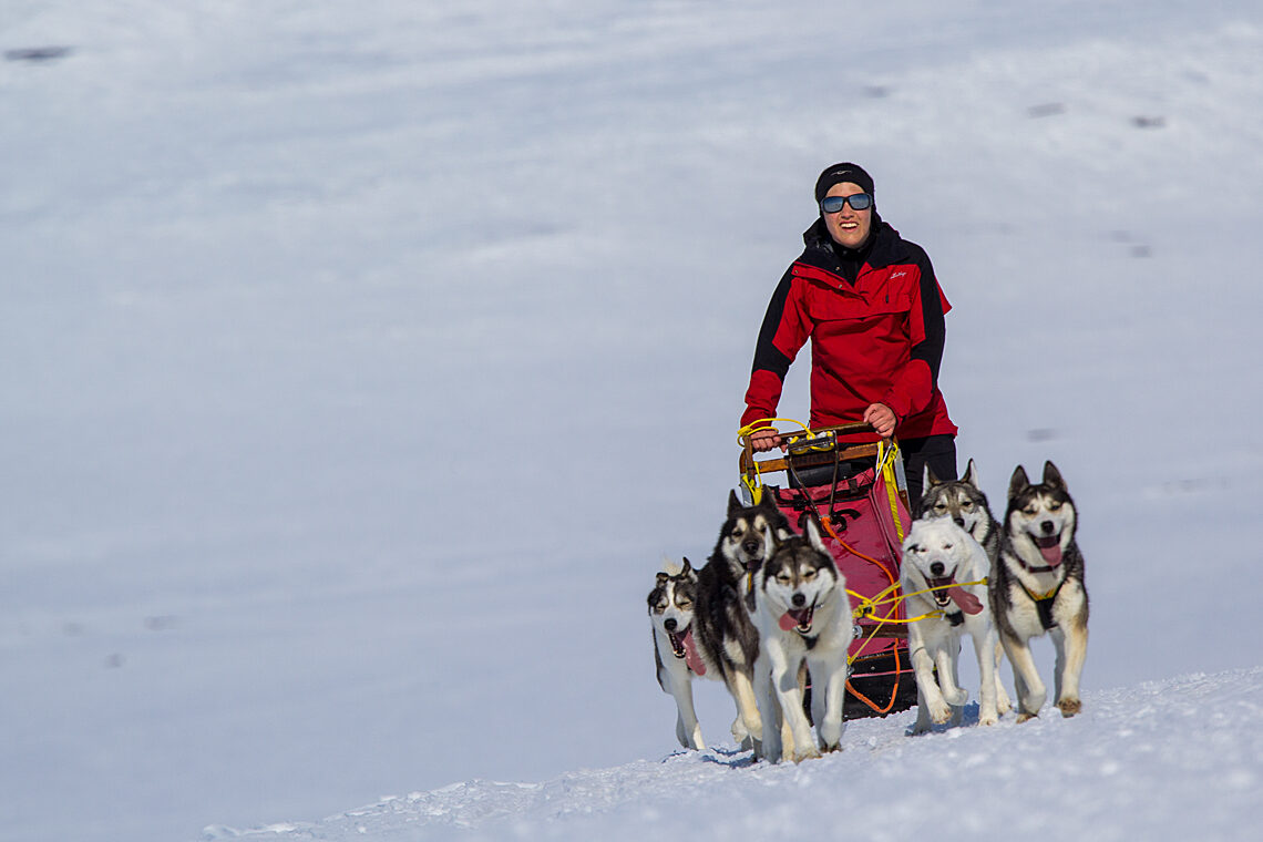 Sled dog team in April on the tour: Sled dog adventure through Sjaunja and Kebnekaise