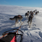 Dog team cross over the mountain on the tour: Sled dog adventure through Sjaunja and Kebnekaise.