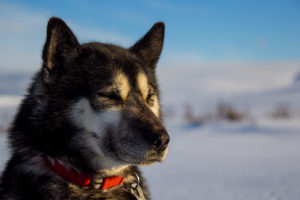 Umiak one of our huskies on the tour: Sled dog adventure through Sjaunja and Kebnekaise