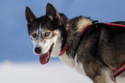 Siberian husky, sled dog, lead dog on the tour: Sled dog adventure through Sjaunja and Kebnekaise