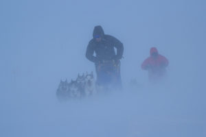 Sled dogs in snowstorm on the tour: Sled dog adventure through Sjaunja and Kebnekaise
