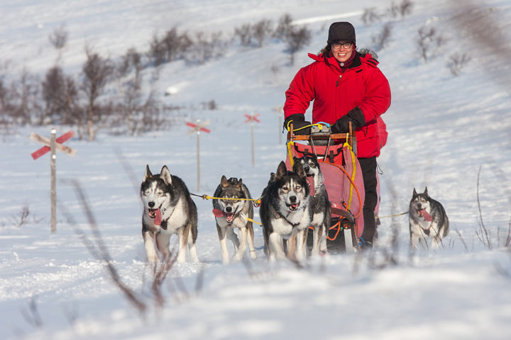 true happines to drive dog sled in the mountains. With dog sled to the Gate of Sarek National Park
