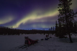 Dog sleds and northern lights in the Swedish mountains in April on the dog sled trip to the Gate of Sarek National Park.