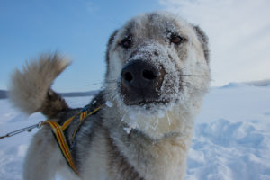 Siberian Husky, slädhund på fjällturen som heter Med hundspann till porten av Sarek Nationalpark.