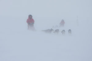 Sled dog teams in snowstorm, picture from the dog sled trip: With dog sled to the Gate of Sarek National Park