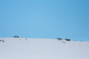 Reindeers on the bare mountain, picture from the dog sled trip :With dog sled to the Gate of Sarek National Park.