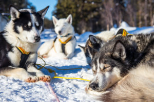 Resting sled dogs in the sun on the tour Explore Sarek National Park.