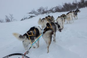 Huskies in uphill. picture from the expedition Explore Sarek National Park.
