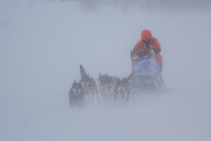 Dog sledding in snow drift and hard wind. Photo from the tour Explore Sarek National Park.