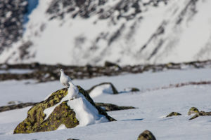 two Ptarmigans in winter. Picture from tour Explore Sarek National Park.
