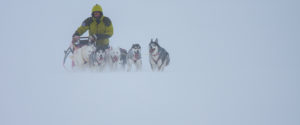 sled dog team Explore Sarek National Park