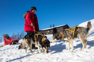 Harnessing sled dogs on a husky trip in Swedish Lapland.