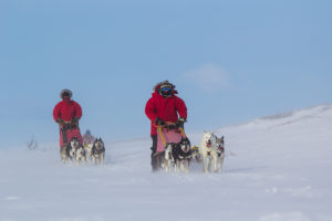 Glada slädhundar, Siberian huskies på hundspannstur längs norra Kungsleden.
