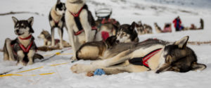 Sleeping and resting sleddogs on a husky trip in Swedish Lapland.