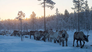 Reindeer herd in forest, Jokkmokk Lapland. Picture from the tour called: Real life Reindeer herding
