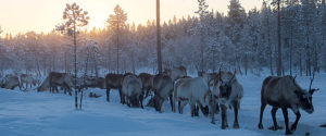 Reindeer herd in Jokkmokk Swedigh Lapland.