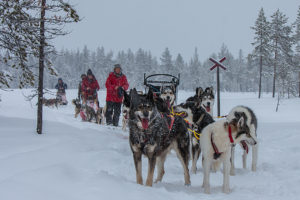 Dog teams in the woodland on their way to the mountains. Dog sledding tour across Lapland.