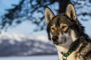 Wolf like Siberian husky on a dog sledding tour in Lapland.
