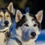 Siberian huskies with brown and blue eyes. Dog sled tours in Lapland.