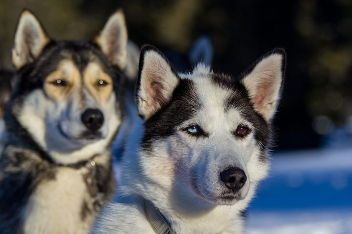 Siberian huskies with brown and blue eyes. Dog sled tours in Lapland.