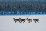 Four reindeers on a snow-covered lake in Lapland. Image from a dog sledding tour.