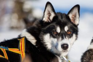 Siberian husky med vackra bruna ögon. På äventyr med hundspann genom Lappland.