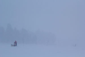 På äventyr med hundspann genom Lappland med snöfall och vind.