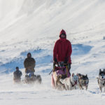 Dog teams on bare mountain in Lapland. Dog sledding tour an adventure.