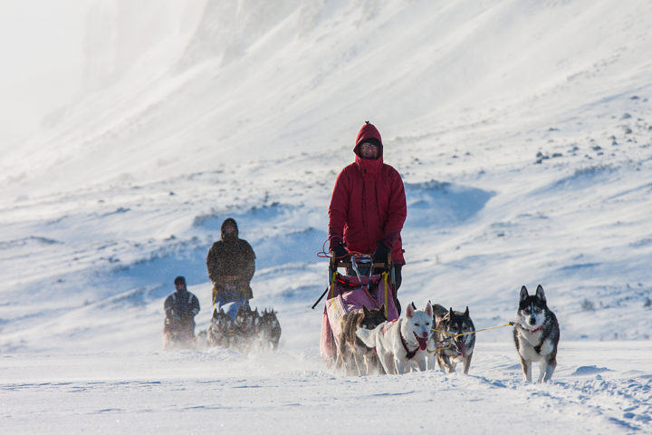 Dog teams on bare mountain in Lapland. Dog sledding tour an adventure.