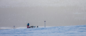 Dog team on bare mountain on a dog sledding tour across Lapland.