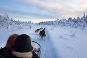 Dog sled tour with Jokkmokkguiderna. Photo from the tour With dog sled in the woodlands