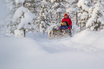 Hundspannstur genom snötäckta skogar. Med hundspann i skogslandet.