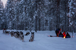 Lägereld och hundspann i snötäckt skog. Med hundspann i skogslandet. Jokkmokk.