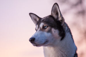 Siberian husky with pink sky. Photo from the dog sled tour With dog sled in the woodlands.